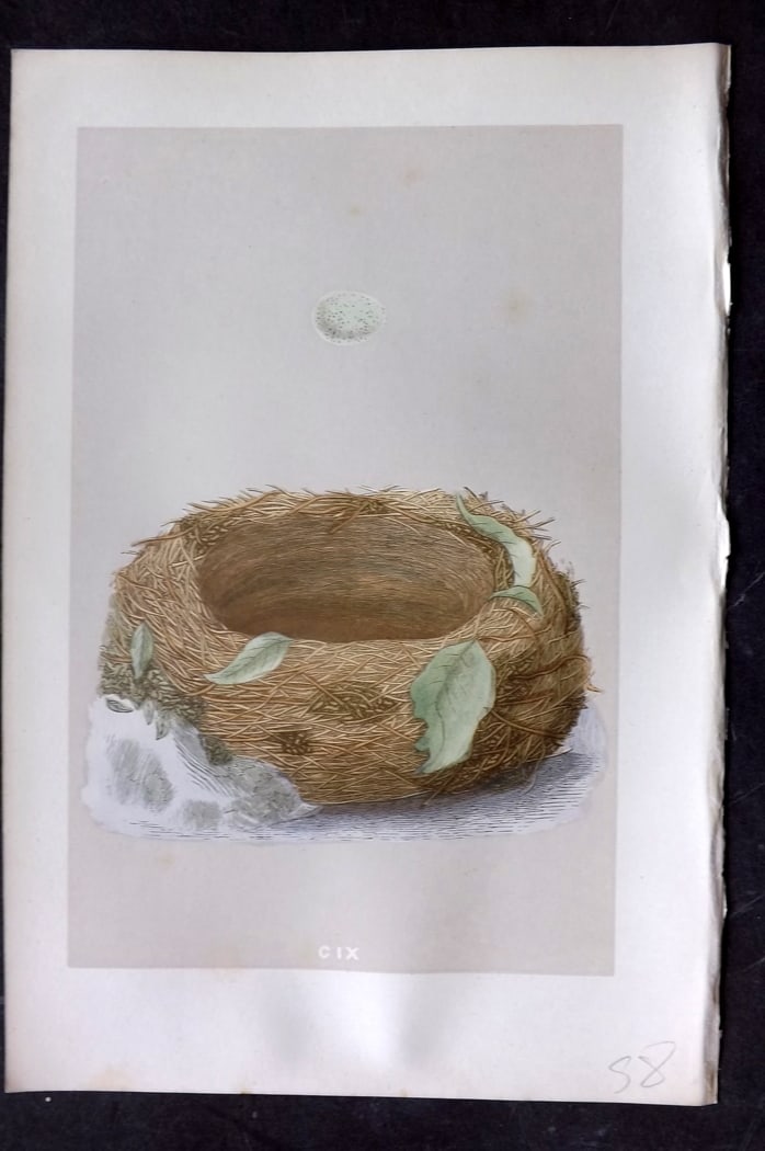 Morris, Francis 1875 Antique Bird Nest & Egg Print. Bluebreast 109: Woodblock Published 1875, London for "A Natural History of the Nests and Eggs of British Birds" By the Rev. Francis Orpen Morris, printed Benjamin Fawcett. Paper Size: 10 x 6 inch (25 x 16cm) Very min