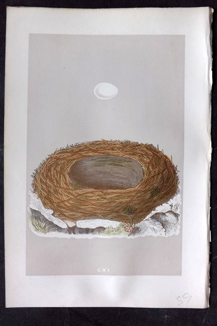 Morris, Francis 1875 Antique Bird Nest & Egg Print. Blackstart 111: Woodblock Published 1875, London for "A Natural History of the Nests and Eggs of British Birds" By the Rev. Francis Orpen Morris, printed Benjamin Fawcett. Paper Size: 10 x 6 inch (25 x 16cm) Good Con