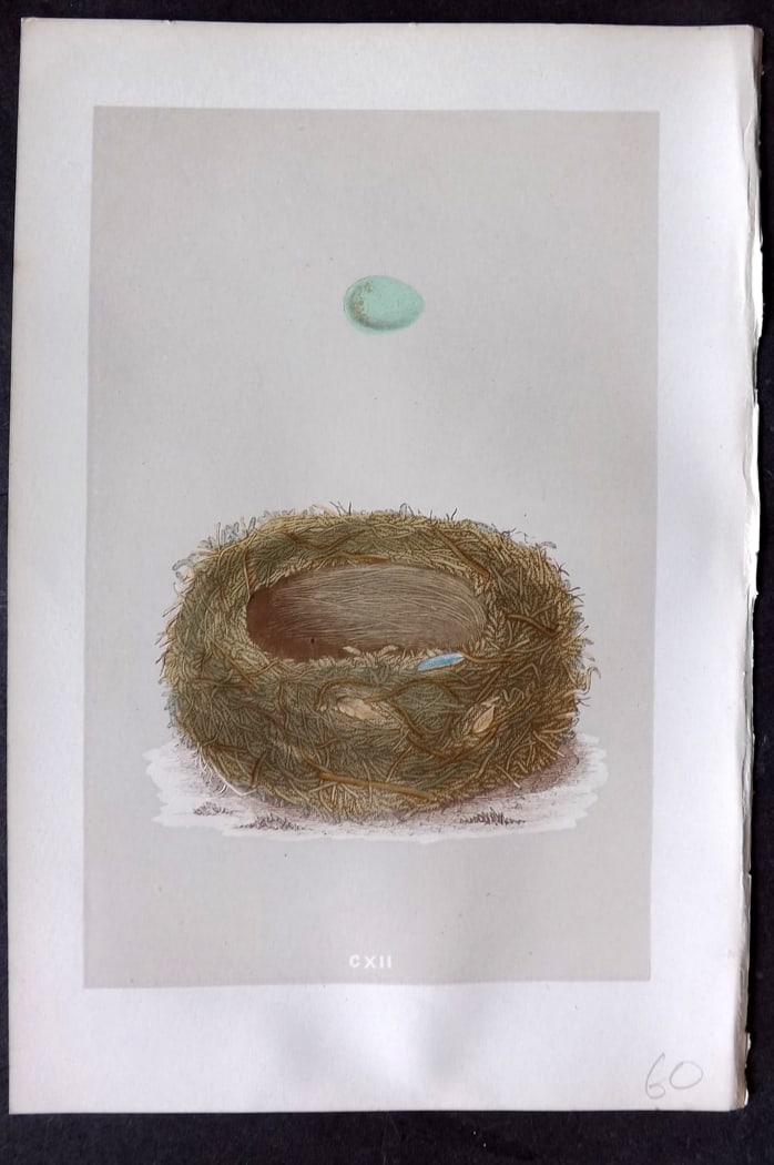 Morris, Francis 1875 Antique Bird Nest & Egg Print. Stonechat 112: Woodblock Published 1875, London for "A Natural History of the Nests and Eggs of British Birds" By the Rev. Francis Orpen Morris, printed Benjamin Fawcett. Paper Size: 10 x 6 inch (25 x 16cm) Good Con