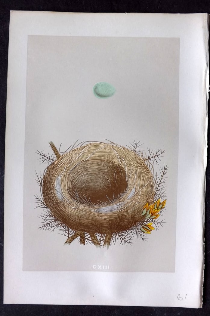 Morris, Francis 1875 Antique Bird Nest & Egg Print. Whinchat 113: Woodblock Published 1875, London for "A Natural History of the Nests and Eggs of British Birds" By the Rev. Francis Orpen Morris, printed Benjamin Fawcett. Paper Size: 10 x 6 inch (25 x 16cm) Good Con