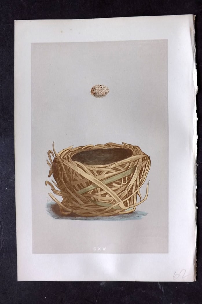 Morris, Francis 1875 Antique Bird Nest & Egg Print. Savi's Warbler 115: Woodblock Published 1875, London for "A Natural History of the Nests and Eggs of British Birds" By the Rev. Francis Orpen Morris, printed Benjamin Fawcett. Paper Size: 10 x 6 inch (25 x 16cm) Good Con