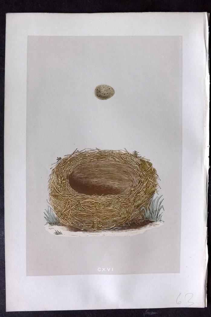 Morris, Francis 1875 Antique Bird Nest & Egg Print. Sedge Warbler 116: Woodblock Published 1875, London for "A Natural History of the Nests and Eggs of British Birds" By the Rev. Francis Orpen Morris, printed Benjamin Fawcett. Paper Size: 10 x 6 inch (25 x 16cm) Good Con