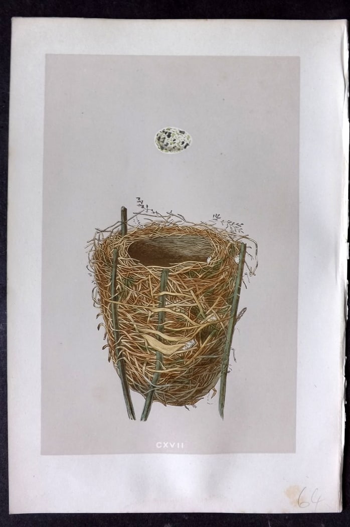 Morris, Francis 1875 Antique Bird Nest & Egg Print. Reed Warbler 117: Woodblock Published 1875, London for "A Natural History of the Nests and Eggs of British Birds" By the Rev. Francis Orpen Morris, printed Benjamin Fawcett. Paper Size: 10 x 6 inch (25 x 16cm) Good Con