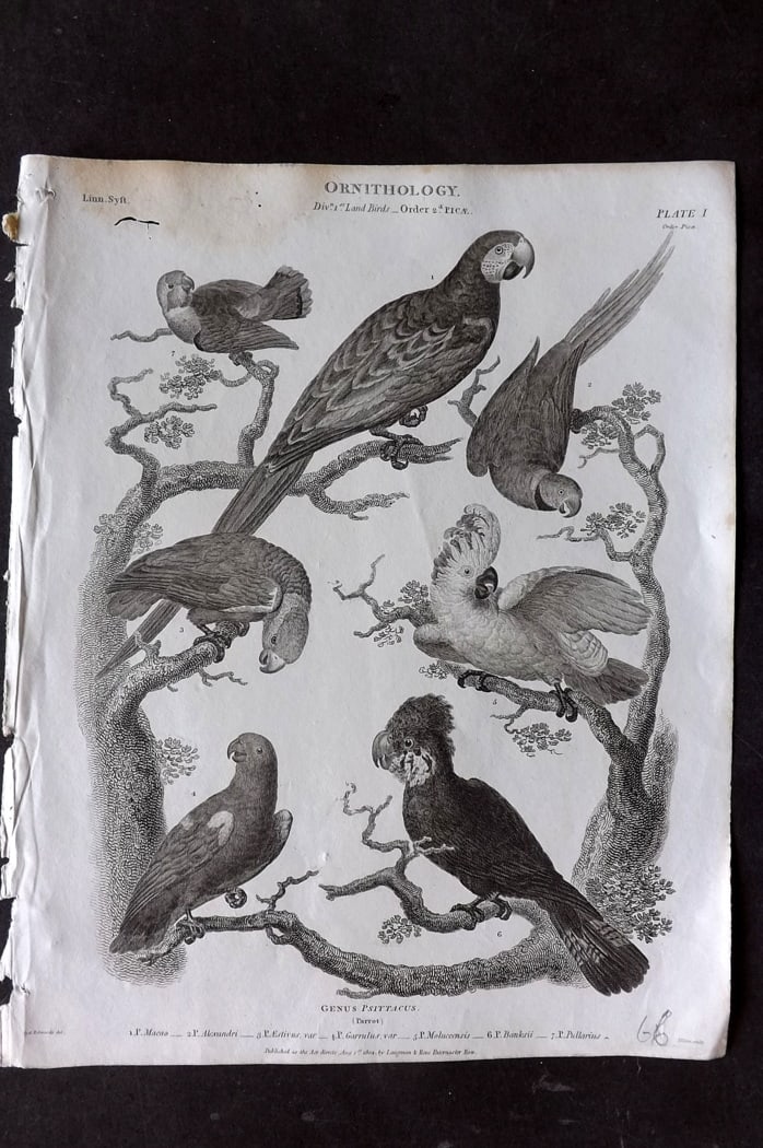 Rees, Abraham 1820 Antique Bird Print. Parrots & Cockatoo (1 of 1)