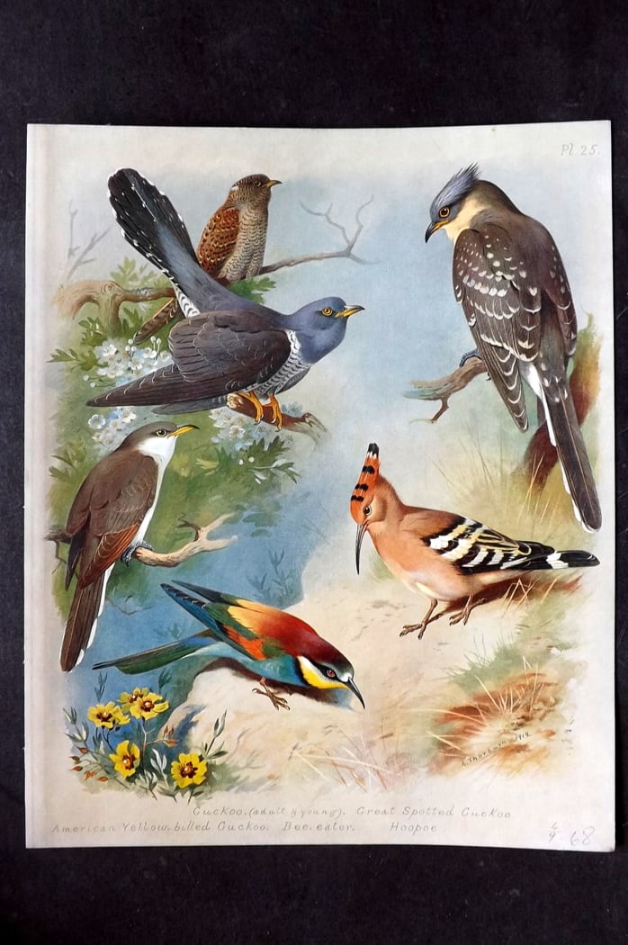 Thorburn, Archibald 1915 Rare Folio Bird Print. Cuckoo, Hoopoe, Bee Eater: Folio Chromolithograph Published 1915-18, London for "British Birds" by Archibald Thorburn. On Heavy Stock Paper. Rare. This Edition Limited to 500 Copies. Paper Size: 12.5 x 10 inch (32 x 25cm) Good 