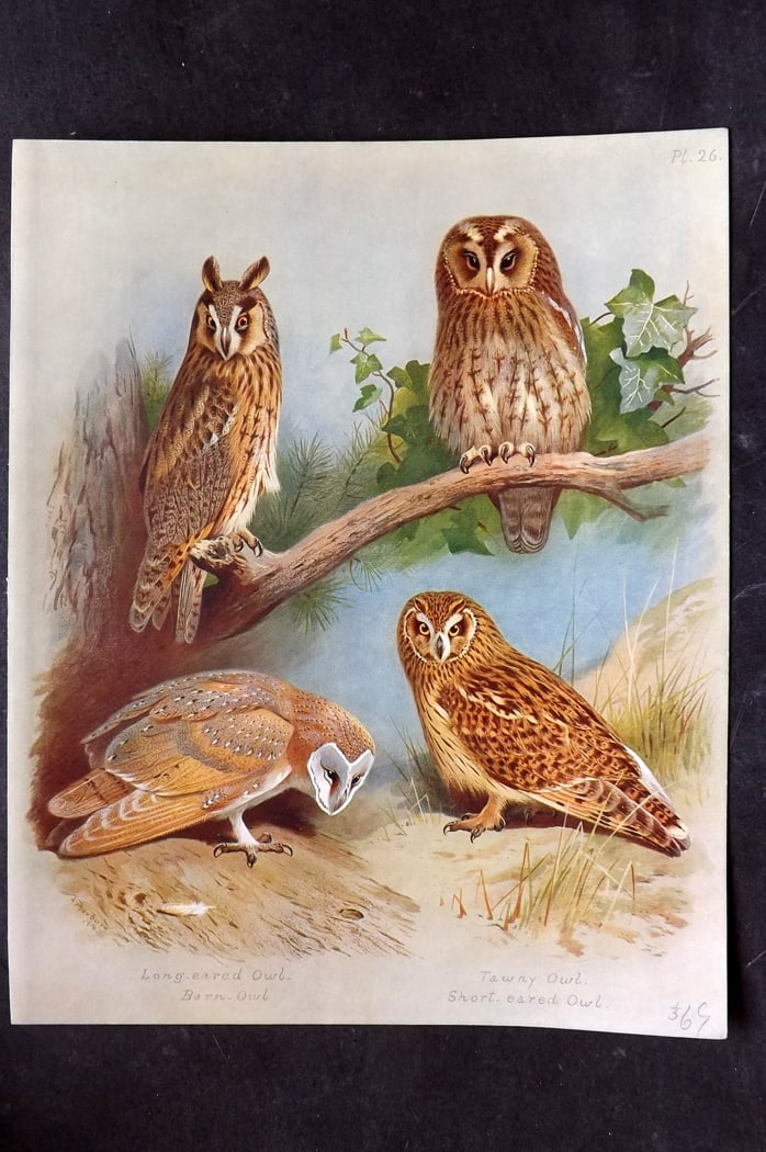 Thorburn, Archibald 1915 Rare Folio Bird Print. Owls - Barn, Long Eared, Short Eared, Tawny: Folio Chromolithograph Published 1915-18, London for "British Birds" by Archibald Thorburn. On Heavy Stock Paper. Rare. This Edition Limited to 500 Copies. Paper Size: 12.5 x 10 inch (32 x 25cm) Good 