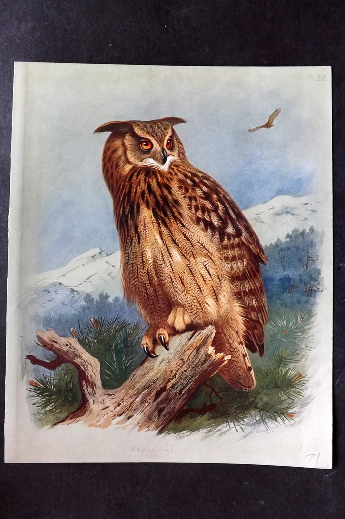Thorburn, Archibald 1915 Rare Folio Bird Print. Eagle Owl (1 of 1)
