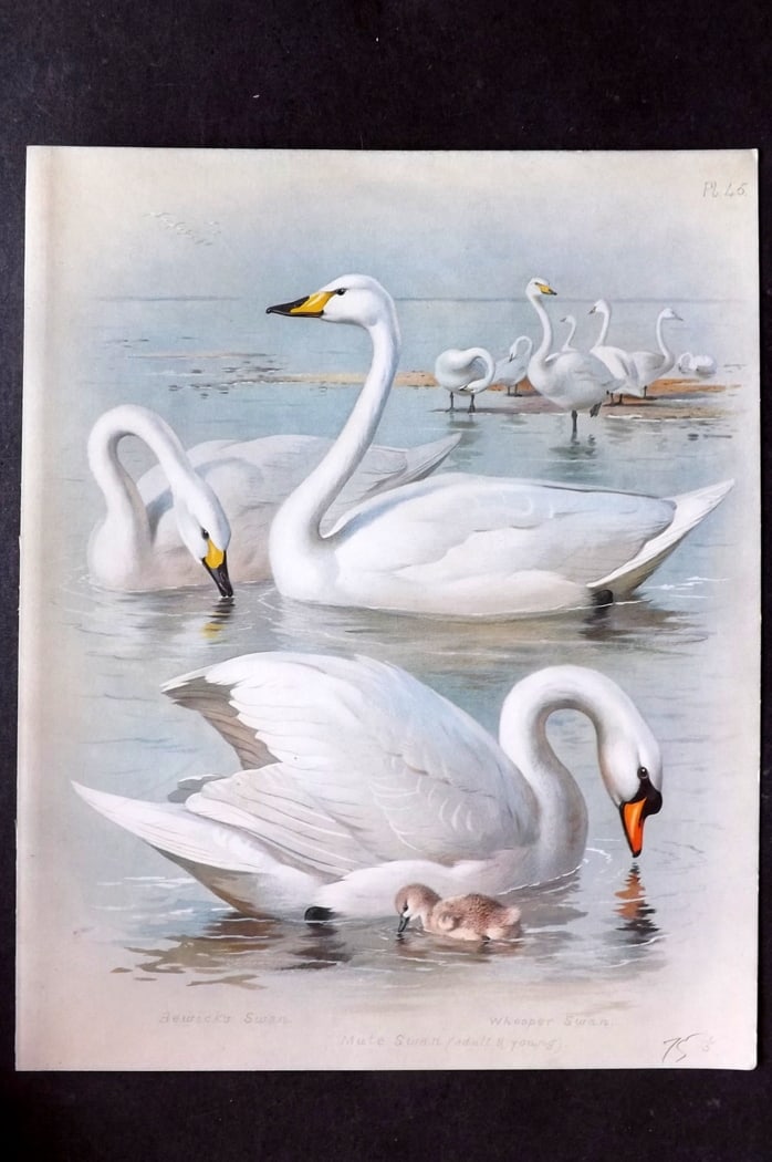 Thorburn, Archibald 1915 Rare Folio Bird Print. Swans (1 of 1)