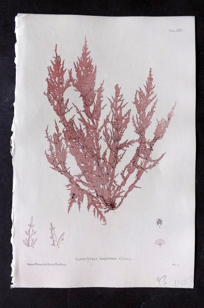 Bradbury, Henry 1859 Nature Printed Seaweed Print. Lomentaria Kaliformis 35: Nature Printed Electrotype Published 1859 by Henry Bradbury, London for "The Nature-Printed British Sea-Weeds" by William Grosart Johnstone and Alexander Croall. Paper Size: 9.5 x 6 inch (24 x 15cm) I
