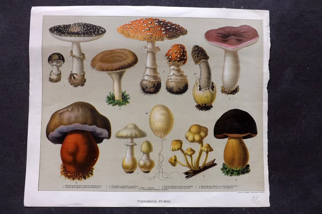 Cassell (Pub) 1894 Mushroom Fungi Print. Poisonous Fungi (1 of 1)