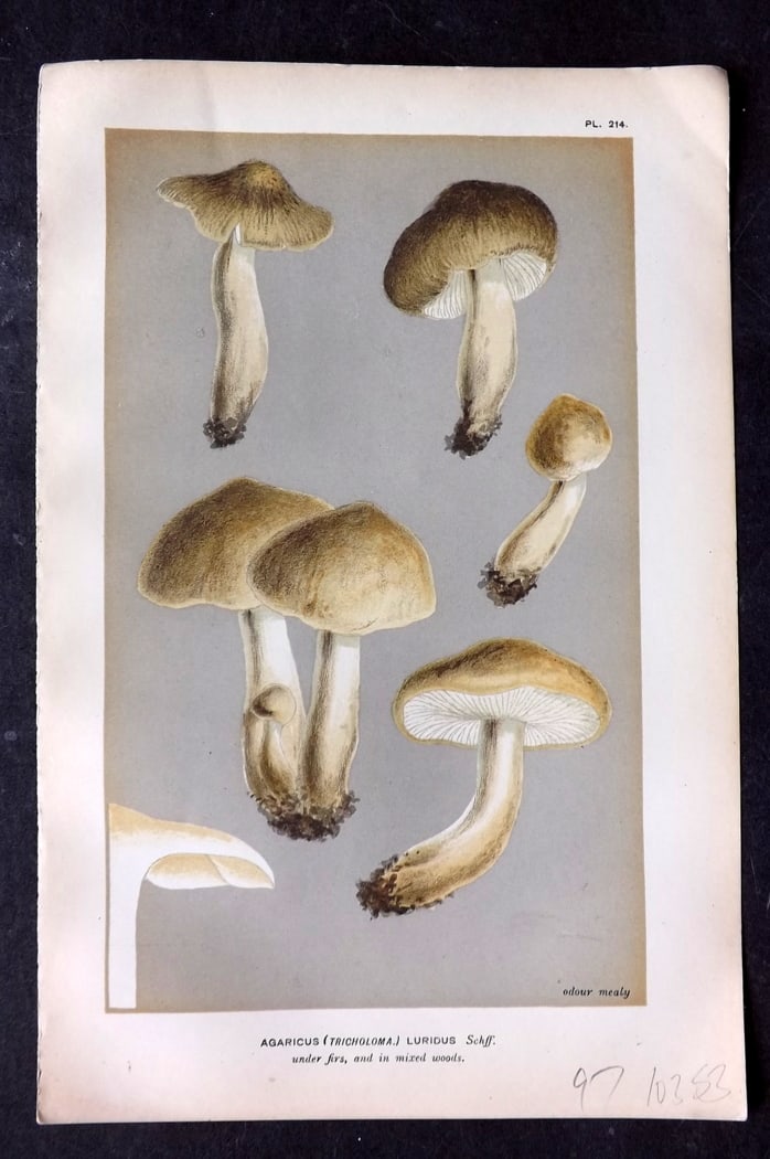 Cooke, Mordecai 1881 Antique Mushroom Print. Agaricus lurious 214: Chromolithograph Published 1881-1891, London for "Illustrations to British Fungi" by Mordecai Cubitt Cooke. Paper Size: 9 x 6 inch (23 x 15cm) Good Condition