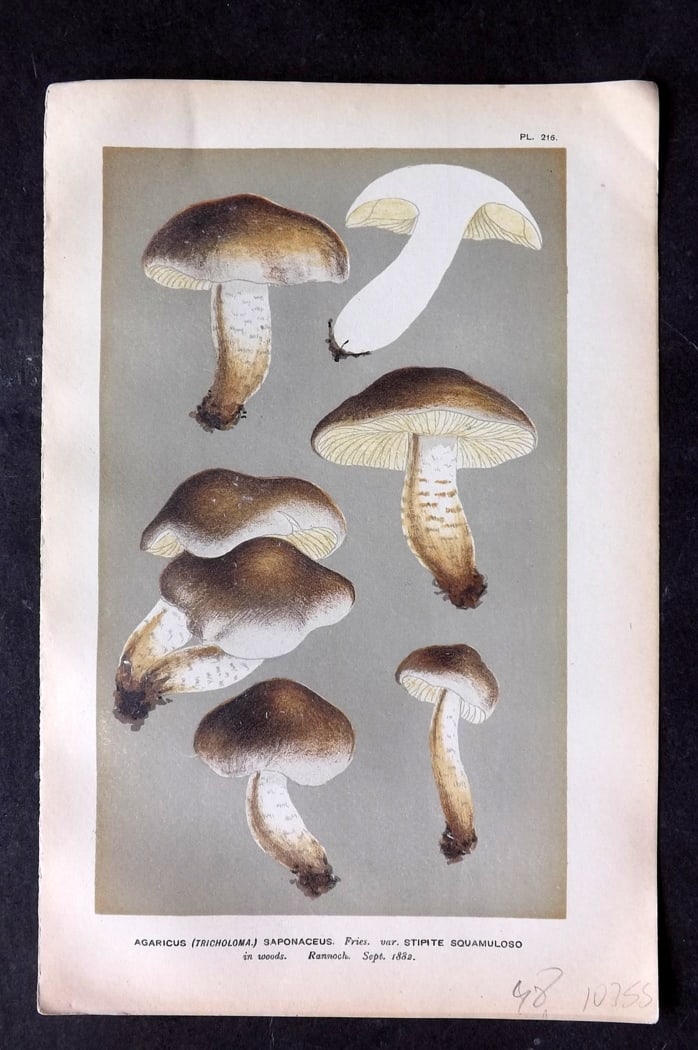 Cooke, Mordecai 1882 Antique Mushroom Print. Agaricus Saponaceus 216 (1 of 1)