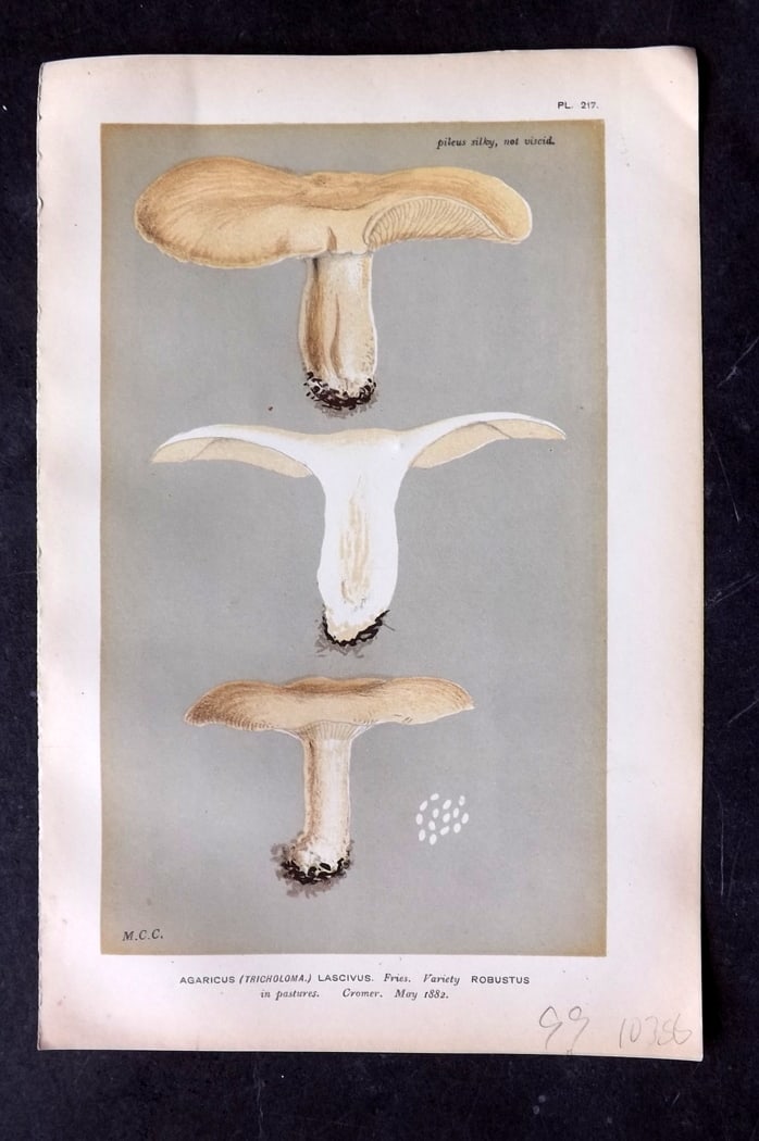 Cooke, Mordecai 1882 Antique Mushroom Print. Agaricus Lascivus 217: Chromolithograph Published 1881-1891, London for "Illustrations to British Fungi" by Mordecai Cubitt Cooke. Paper Size: 9 x 6 inch (23 x 15cm) Good Condition