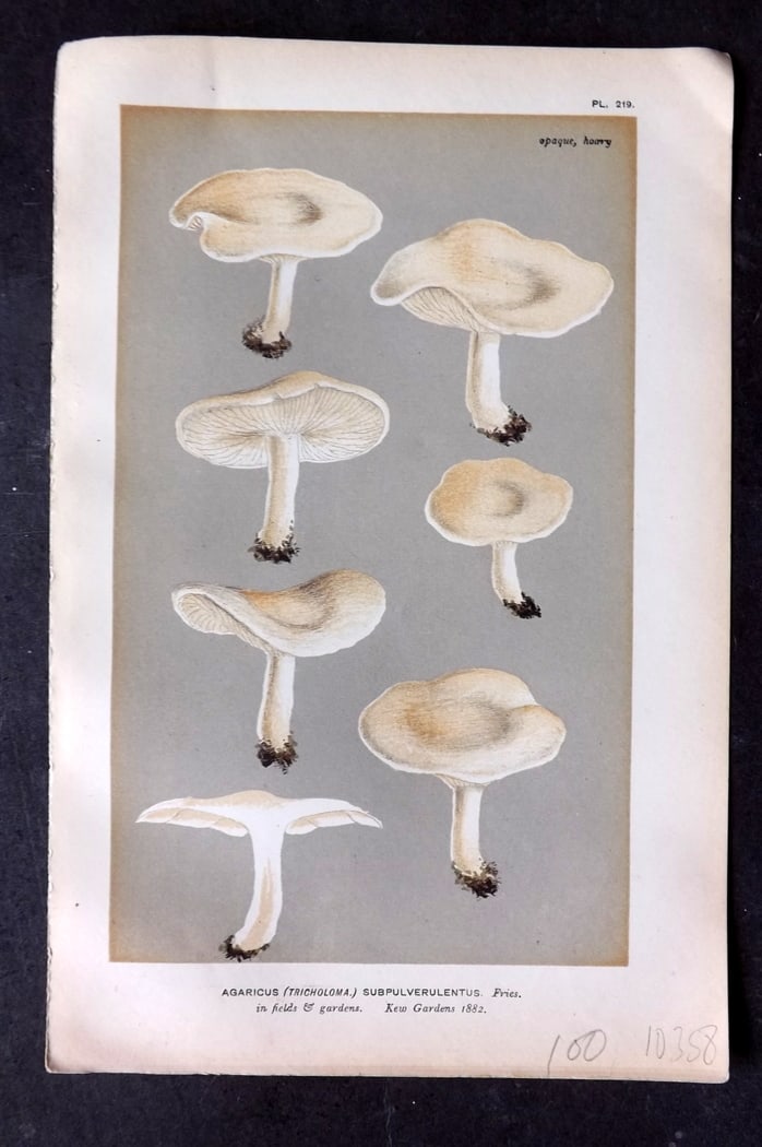 Cooke, Mordecai 1882 Antique Mushroom Print. Agaricus Subpulverulentus 219: Chromolithograph Published 1881-1891, London for "Illustrations to British Fungi" by Mordecai Cubitt Cooke. Paper Size: 9 x 6 inch (23 x 15cm) Good Condition