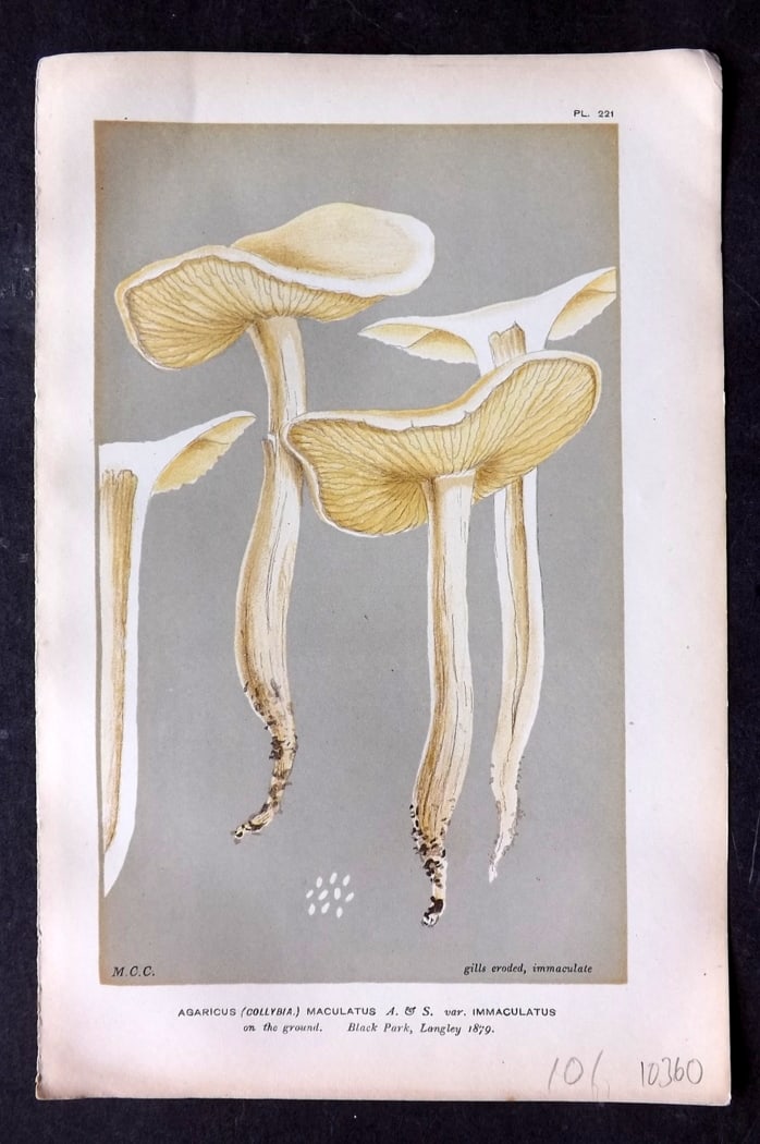 Cooke, Mordecai 1882 Antique Mushroom Print. Agaricus Maculatus 221: Chromolithograph Published 1881-1891, London for "Illustrations to British Fungi" by Mordecai Cubitt Cooke. Paper Size: 9 x 6 inch (23 x 15cm) Good Condition