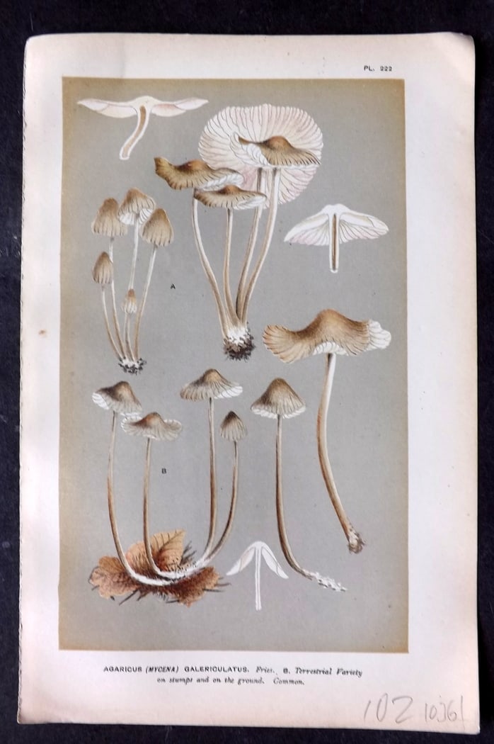 Cooke, Mordecai 1882 Antique Mushroom Print. Agaricus Galericulatus 222: Chromolithograph Published 1881-1891, London for "Illustrations to British Fungi" by Mordecai Cubitt Cooke. Paper Size: 9 x 6 inch (23 x 15cm) Good Condition