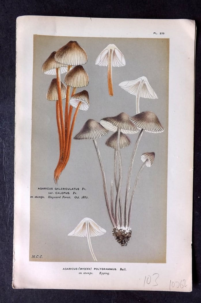 Cooke, Mordecai 1882 Antique Mushroom Print. Agaricus Polygrammus 223: Chromolithograph Published 1881-1891, London for "Illustrations to British Fungi" by Mordecai Cubitt Cooke. Paper Size: 9 x 6 inch (23 x 15cm) Good Condition