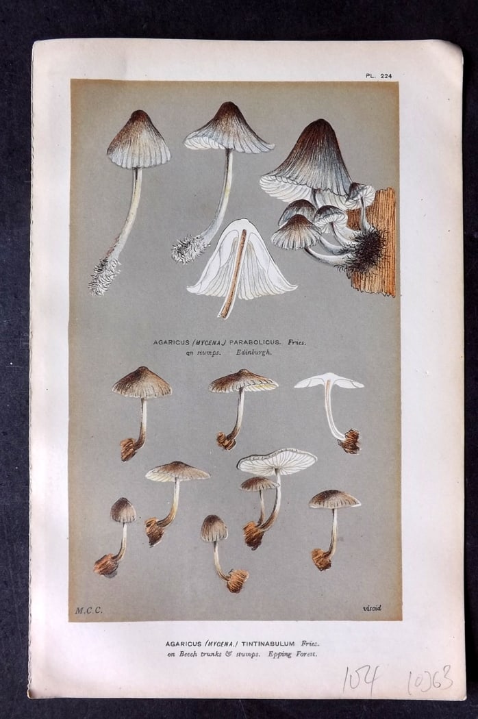 Cooke, Mordecai 1882 Antique Mushroom Print. Agaricus Tintinabulum 224: Chromolithograph Published 1881-1891, London for "Illustrations to British Fungi" by Mordecai Cubitt Cooke. Paper Size: 9 x 6 inch (23 x 15cm) Good Condition