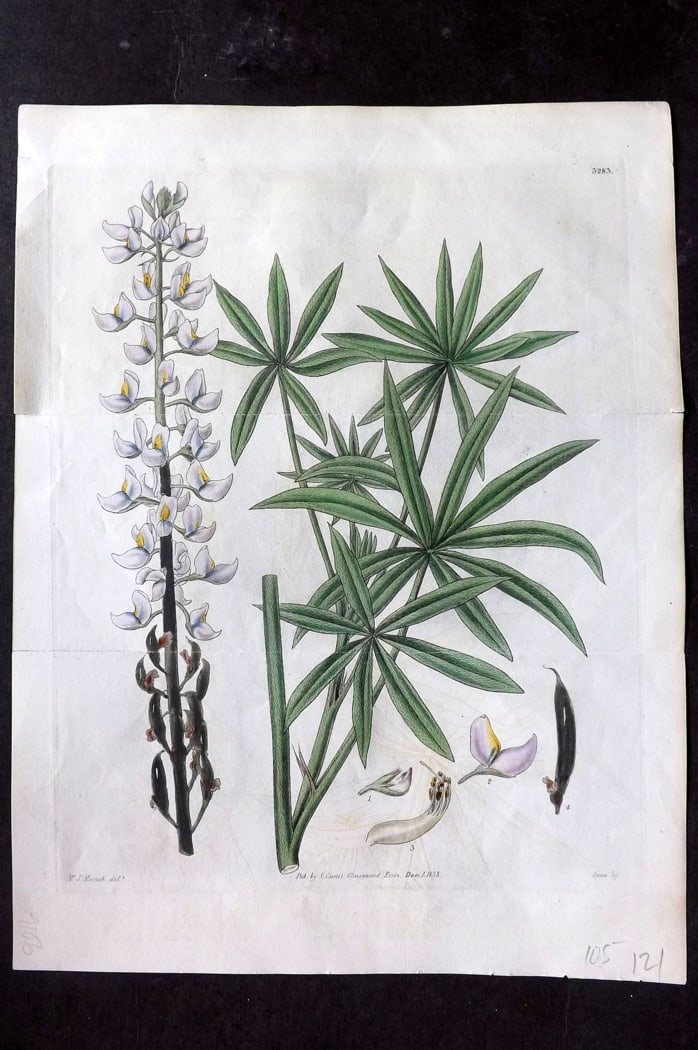 Curtis, William 1833 Hand Col Double Botanical Print. Hoary Lupine 3283: Hand Colored Engraving/Etching Published 1787-1904, London for "The Botanical Magazine; or Flower-Garden Displayed" and later "Curtis's Botanical Magazine..." by William Curtis, continued by John Simm
