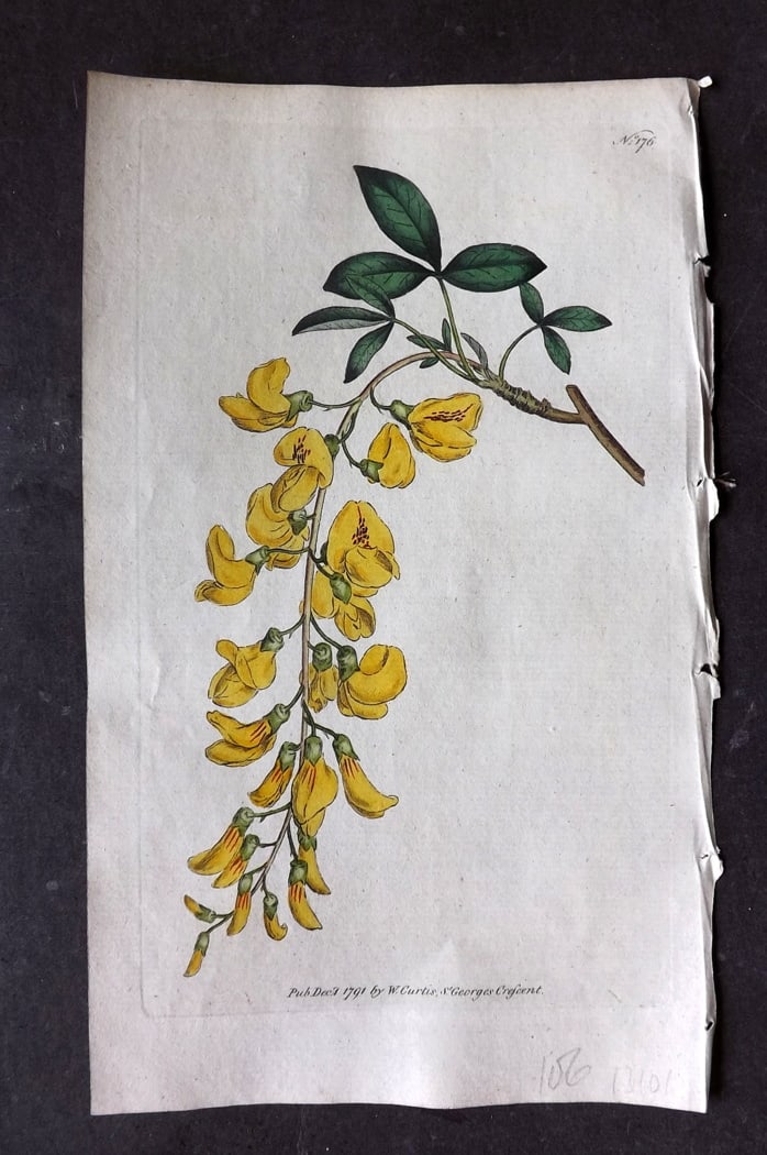 Curtis, William 1791 Hand Col Botanical Print. Common Laburnum 176: Hand Colored Engraving/Etching Published 1787-1904, London for "The Botanical Magazine; or Flower-Garden Displayed" and later "Curtis's Botanical Magazine..." by William Curtis, continued by John Simm