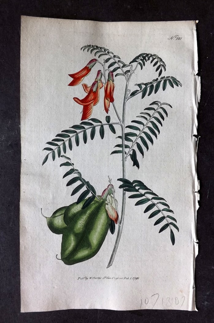 Curtis, William 1792 Hand Col Botanical Print. Scarlet Bladder Senna 181: Hand Colored Engraving/Etching Published 1787-1904, London for "The Botanical Magazine; or Flower-Garden Displayed" and later "Curtis's Botanical Magazine..." by William Curtis, continued by John Simm