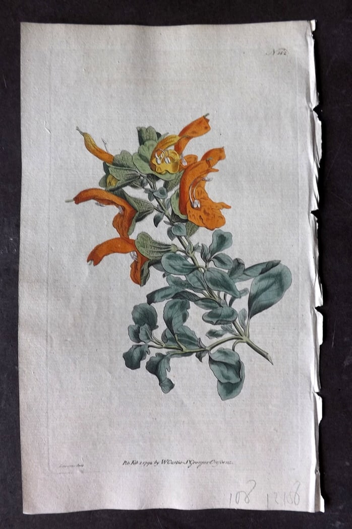Curtis, William 1792 Hand Col Botanical Print. Golden Sage 182: Hand Colored Engraving/Etching Published 1787-1904, London for "The Botanical Magazine; or Flower-Garden Displayed" and later "Curtis's Botanical Magazine..." by William Curtis, continued by John Simm