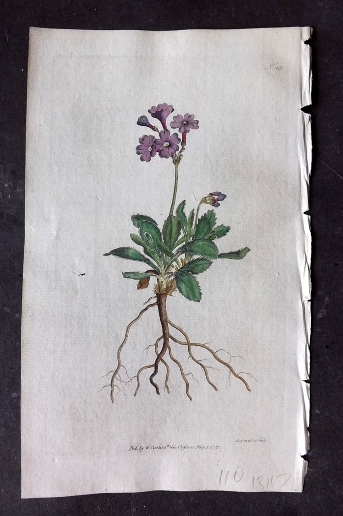 Curtis, William 1792 Hand Col Botanical Print. Silver Edged Primula 191: Hand Colored Engraving/Etching Published 1787-1904, London for "The Botanical Magazine; or Flower-Garden Displayed" and later "Curtis's Botanical Magazine..." by William Curtis, continued by John Simm