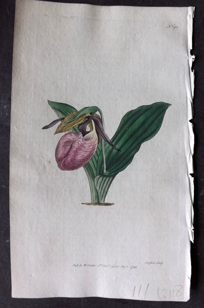 Curtis, William 1792 Hand Col Botanical Print. Two Leaved Lady's Slipper Orchid 192: Hand Colored Engraving/Etching Published 1787-1904, London for "The Botanical Magazine; or Flower-Garden Displayed" and later "Curtis's Botanical Magazine..." by William Curtis, continued by John Simm