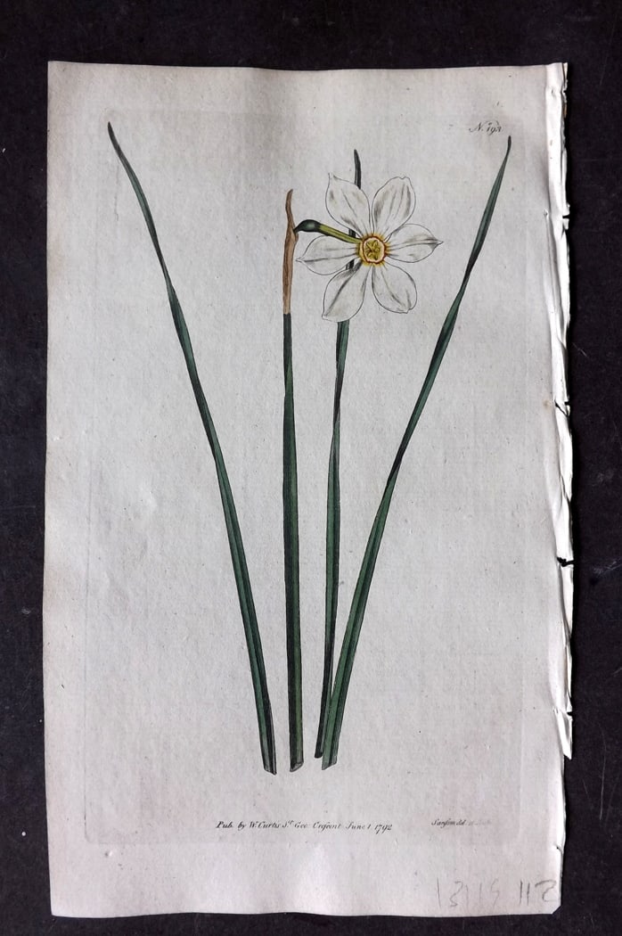 Curtis, William 1792 Hand Col Botanical Print. Narrow-Leaved Narcissus 193: Hand Colored Engraving/Etching Published 1787-1904, London for "The Botanical Magazine; or Flower-Garden Displayed" and later "Curtis's Botanical Magazine..." by William Curtis, continued by John Simm