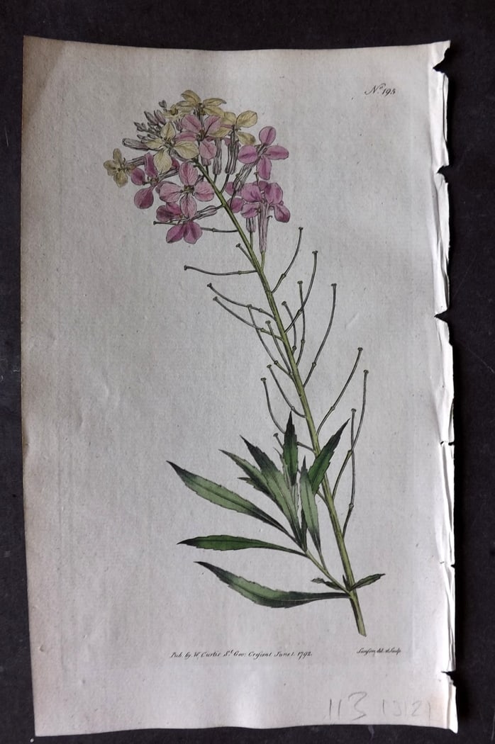 Curtis, William 1792 Hand Col Botanical Print. Changeable Wall Flower 195 (1 of 1)
