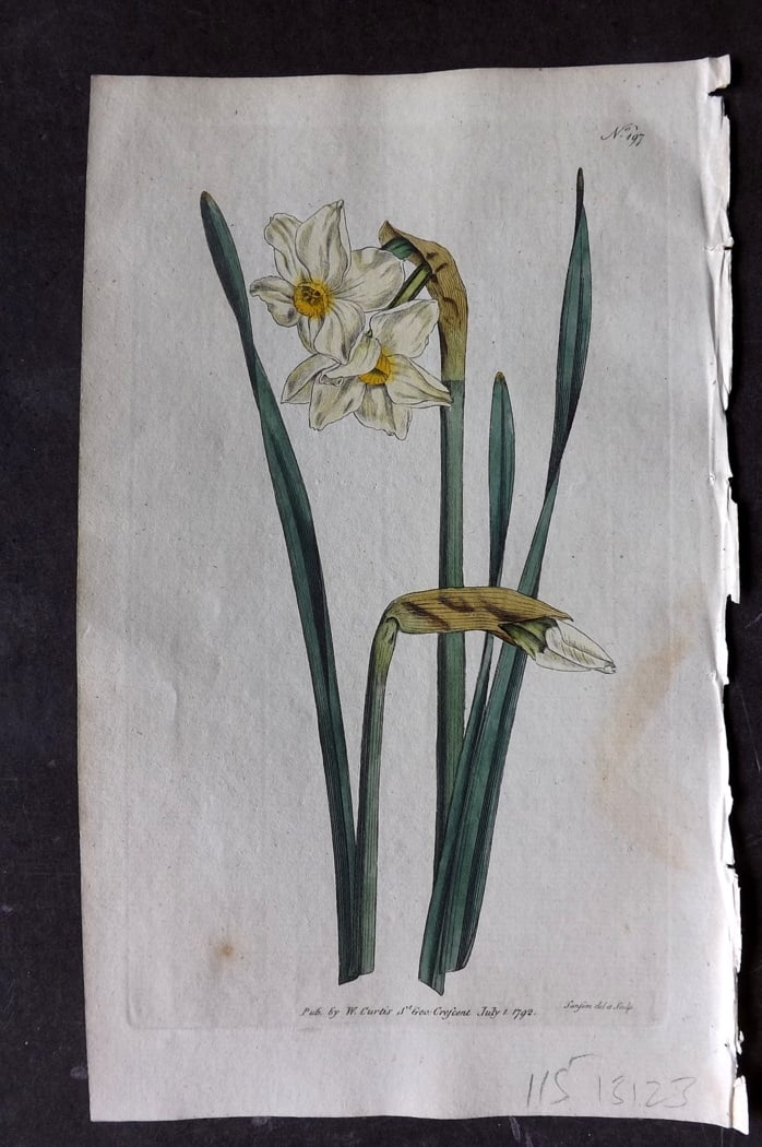 Curtis, William 1792 Hand Col Botanical Print. Two-Flower'd Narcissus 197: Hand Colored Engraving/Etching Published 1787-1904, London for "The Botanical Magazine; or Flower-Garden Displayed" and later "Curtis's Botanical Magazine..." by William Curtis, continued by John Simm