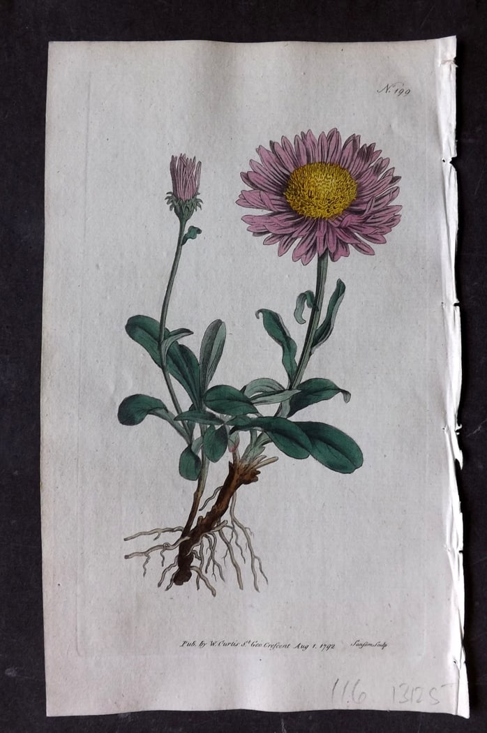 Curtis, William 1792 Hand Col Botanical Print. Alpine Aster 199: Hand Colored Engraving/Etching Published 1787-1904, London for "The Botanical Magazine; or Flower-Garden Displayed" and later "Curtis's Botanical Magazine..." by William Curtis, continued by John Simm