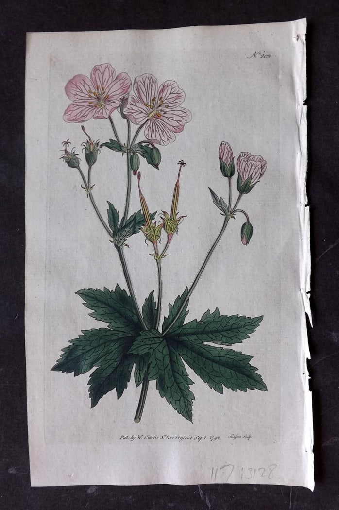 Curtis, William 1792 Hand Col Botanical Print. Angula Stalked Crane's Bill 203: Hand Colored Engraving/Etching Published 1787-1904, London for "The Botanical Magazine; or Flower-Garden Displayed" and later "Curtis's Botanical Magazine..." by William Curtis, continued by John Simm
