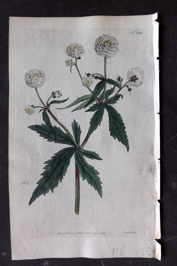 Curtis, William 1792 Hand Col Botanical. Mountain Crowfoot, or Fair Maids of France 204: Hand Colored Engraving/Etching Published 1787-1904, London for "The Botanical Magazine; or Flower-Garden Displayed" and later "Curtis's Botanical Magazine..." by William Curtis, continued by John Simm