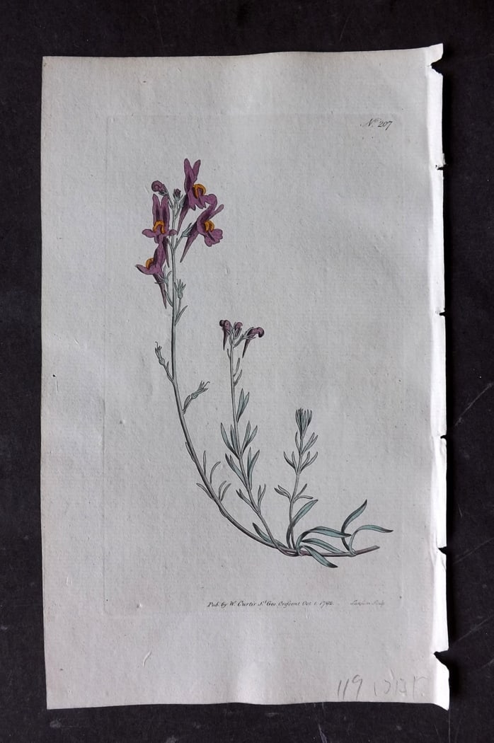 Curtis, William 1792 Hand Col Botanical Print. Alpine Toad-Flax 205: Hand Colored Engraving/Etching Published 1787-1904, London for "The Botanical Magazine; or Flower-Garden Displayed" and later "Curtis's Botanical Magazine..." by William Curtis, continued by John Simm