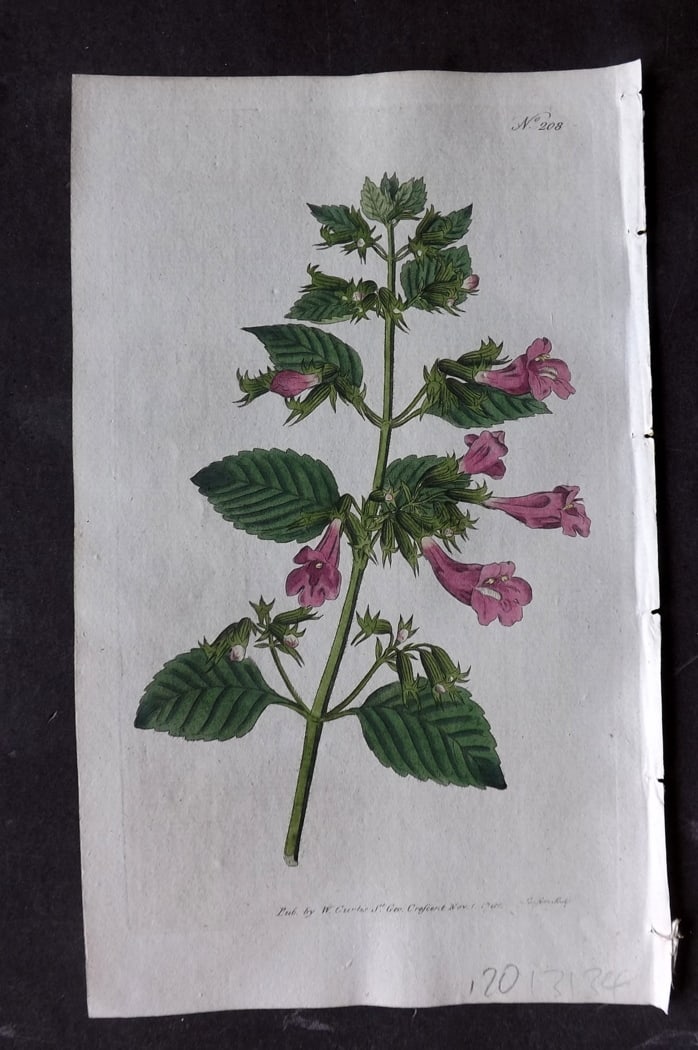 Curtis, William 1792 Hand Col Botanical Print. Great Flower'd Balm 208: Hand Colored Engraving/Etching Published 1787-1904, London for "The Botanical Magazine; or Flower-Garden Displayed" and later "Curtis's Botanical Magazine..." by William Curtis, continued by John Simm