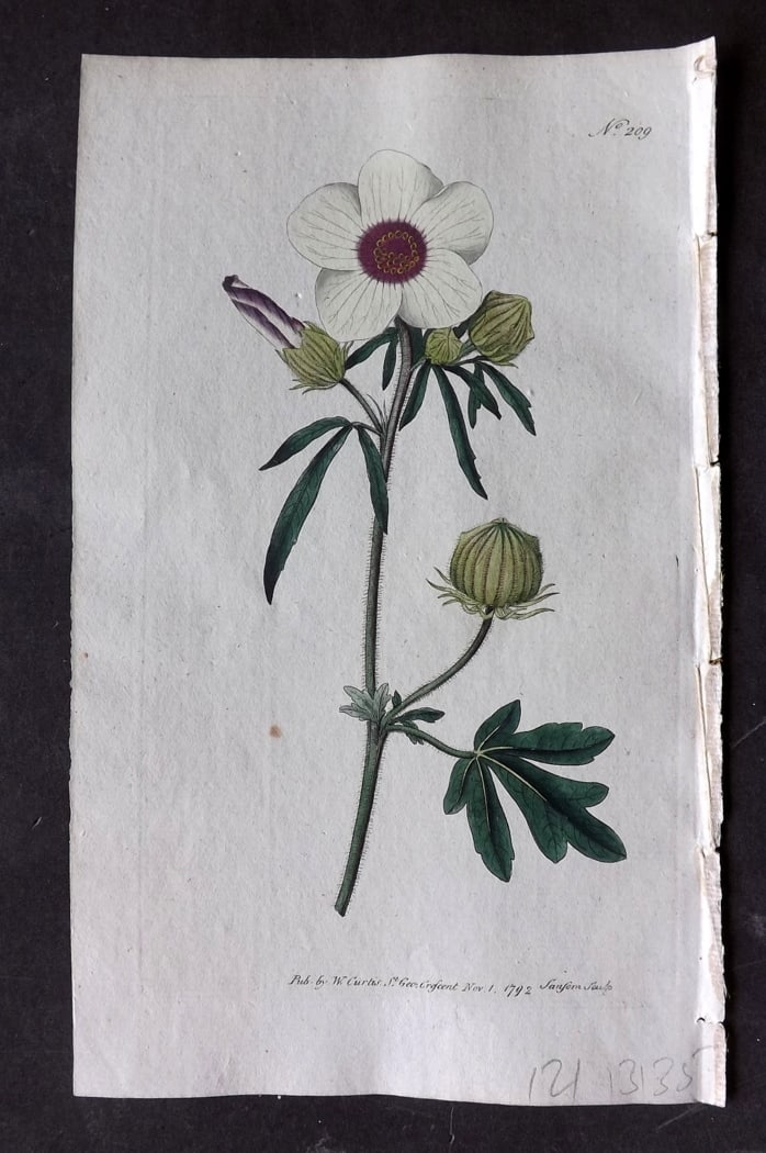 Curtis, William 1792 Hand Col Botanical Print. Bladder Hibiscus 209: Hand Colored Engraving/Etching Published 1787-1904, London for "The Botanical Magazine; or Flower-Garden Displayed" and later "Curtis's Botanical Magazine..." by William Curtis, continued by John Simm