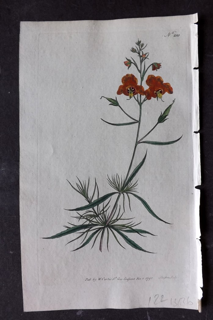Curtis, William 1792 Hand Col Botanical Print. Linear Leav'd Celsia 210: Hand Colored Engraving/Etching Published 1787-1904, London for "The Botanical Magazine; or Flower-Garden Displayed" and later "Curtis's Botanical Magazine..." by William Curtis, continued by John Simm