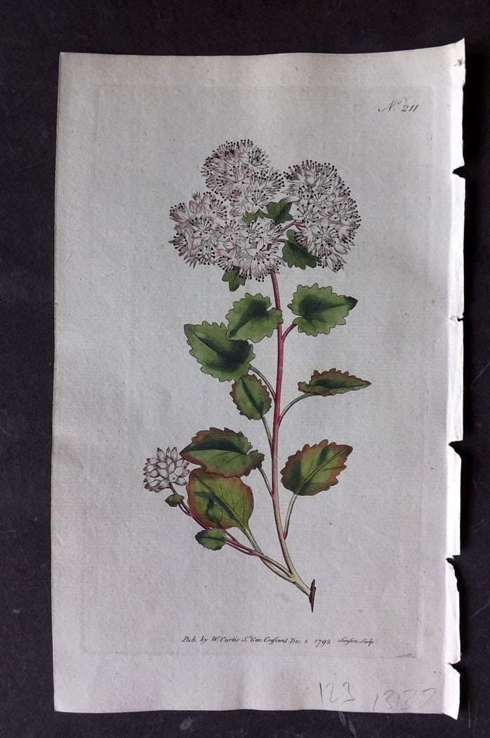 Curtis, William 1792 Hand Col Botanical Print. Poplar-Leav'd Stonecrop 211: Hand Colored Engraving/Etching Published 1787-1904, London for "The Botanical Magazine; or Flower-Garden Displayed" and later "Curtis's Botanical Magazine..." by William Curtis, continued by John Simm