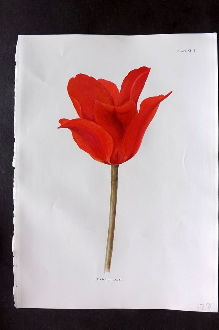 Dykes, William 1930 Folio Botanical Print. Tulip Greigii Regel 42 (1 of 1)
