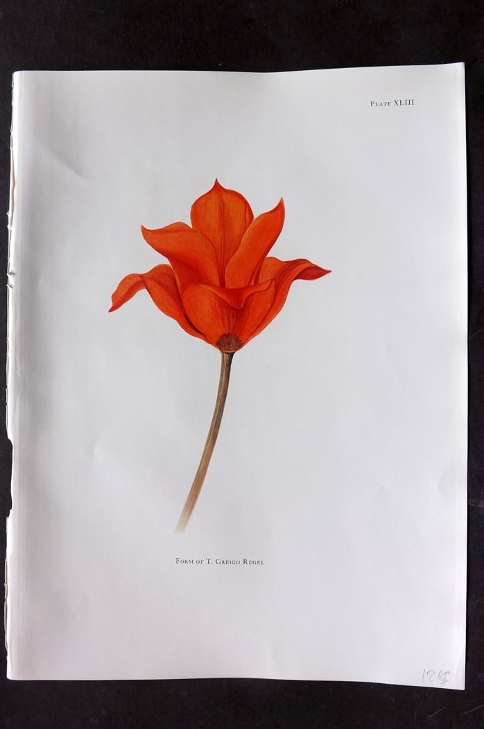 Dykes, William 1930 Folio Botanical Print. Tulip Greigii Regel 43: Folio Lithograph Published 1930 by Herbert Jenkins, London for "Notes on the Tulip Species" by William R. Dykes. Edited and Illustrated by Katherine Dykes. Paper Size: 15 x 11 inch (38 x 28cm) Good Co