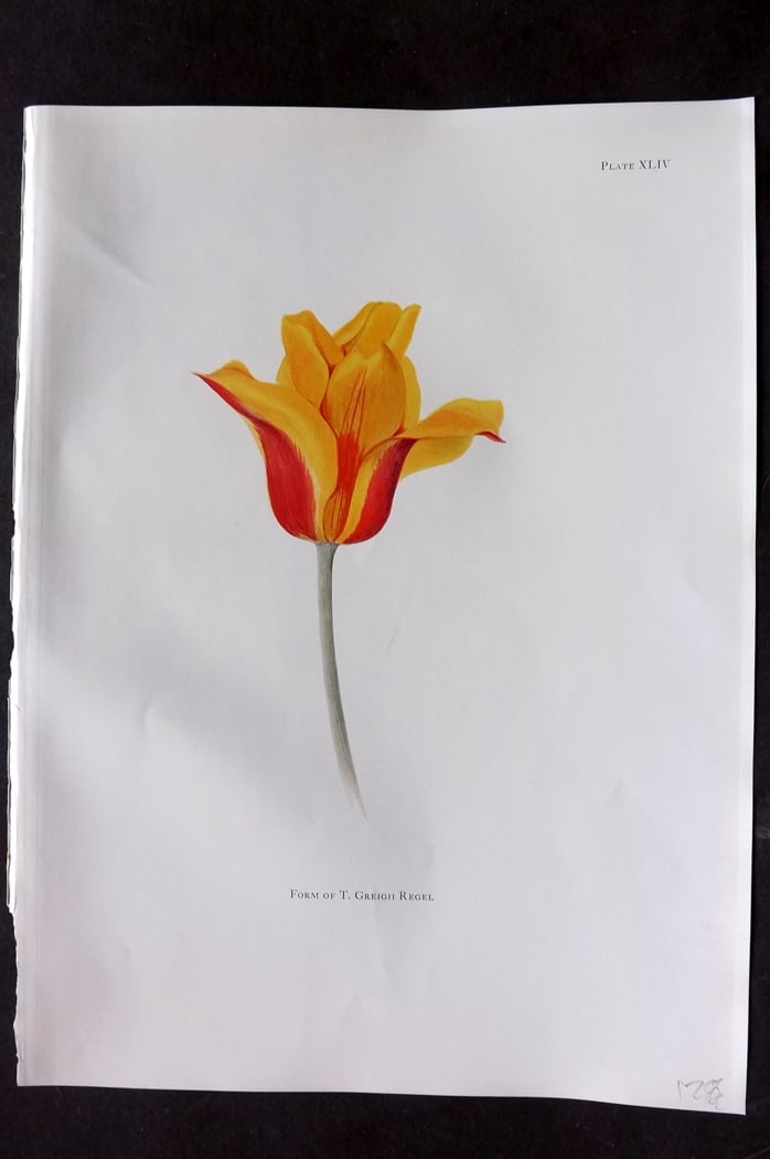 Dykes, William 1930 Folio Botanical Print. Tulip Greigii Regel 44: Folio Lithograph Published 1930 by Herbert Jenkins, London for "Notes on the Tulip Species" by William R. Dykes. Edited and Illustrated by Katherine Dykes. Paper Size: 15 x 11 inch (38 x 28cm) Good Co