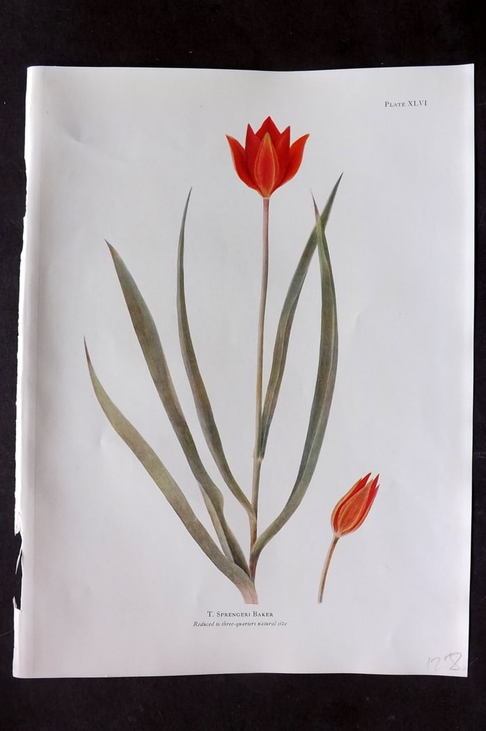 Dykes, William 1930 Folio Botanical Print. Tulip Sprengeri Baker 46: Folio Lithograph Published 1930 by Herbert Jenkins, London for "Notes on the Tulip Species" by William R. Dykes. Edited and Illustrated by Katherine Dykes. Paper Size: 15 x 11 inch (38 x 28cm) Good Co