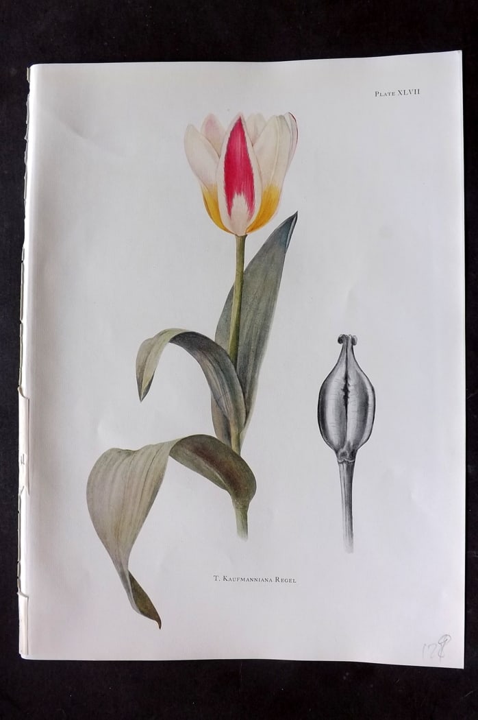 Dykes, William 1930 Folio Botanical Print. Tulip Kaufmanniana Regel 47: Folio Lithograph Published 1930 by Herbert Jenkins, London for "Notes on the Tulip Species" by William R. Dykes. Edited and Illustrated by Katherine Dykes. Paper Size: 15 x 11 inch (38 x 28cm) Good Co