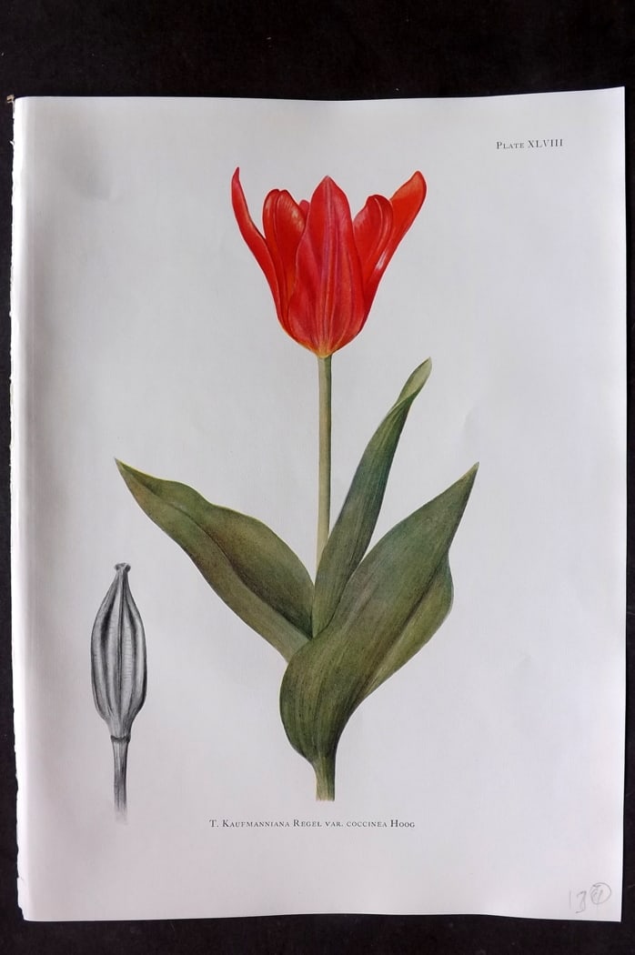 Dykes, William 1930 Folio Botanical Print. Tulip Kaufmanniana Regel 48 (1 of 1)