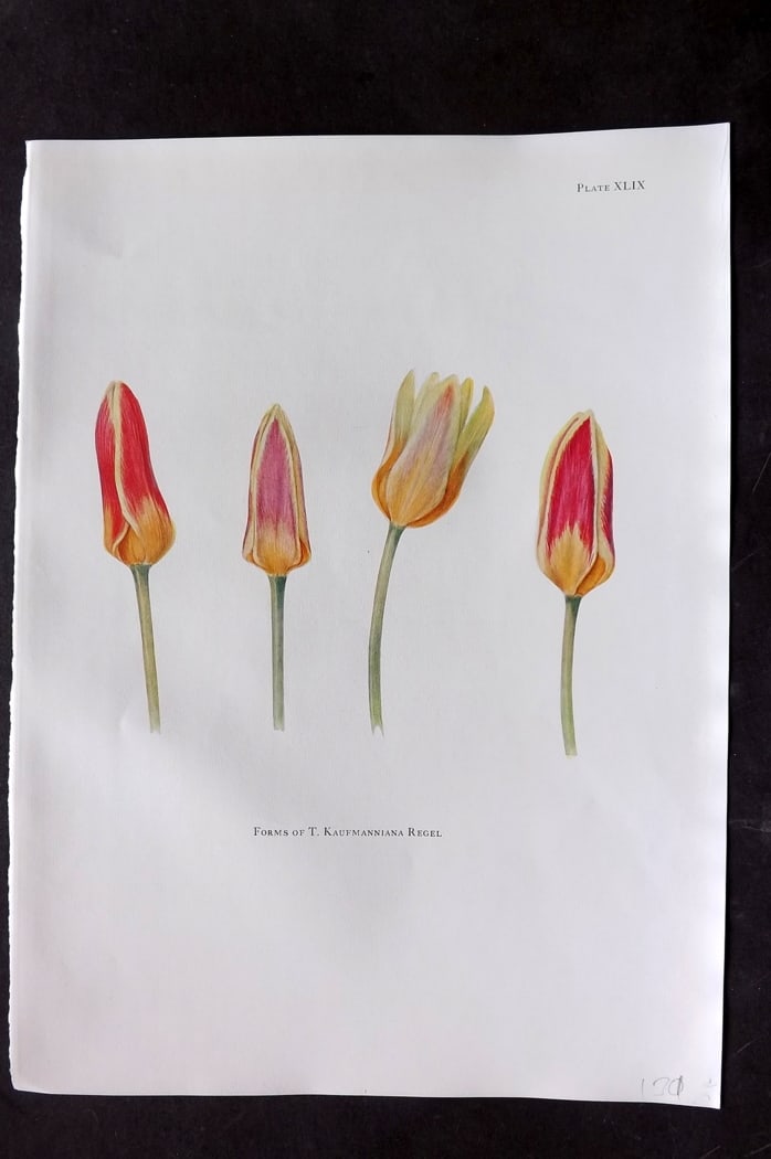 Dykes, William 1930 Folio Botanical Print. Tulip Kaufmanniana Regel 49: Folio Lithograph Published 1930 by Herbert Jenkins, London for "Notes on the Tulip Species" by William R. Dykes. Edited and Illustrated by Katherine Dykes. Paper Size: 15 x 11 inch (38 x 28cm) Good Co