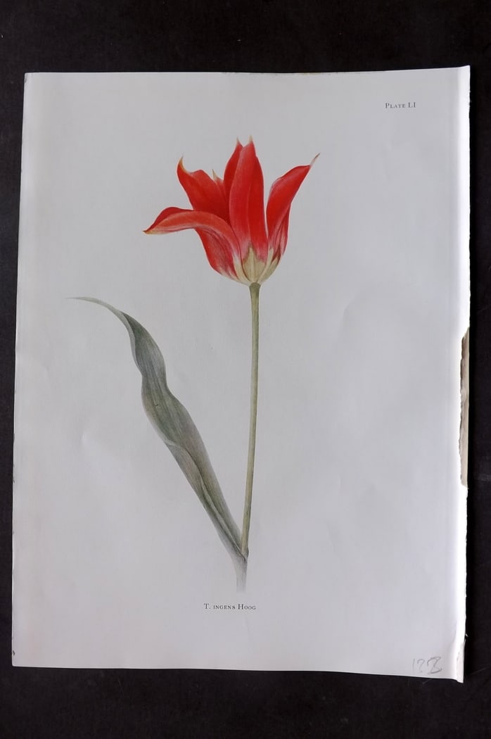 Dykes, William 1930 Folio Botanical Print. Tulip Ingens Hoog 51: Folio Lithograph Published 1930 by Herbert Jenkins, London for "Notes on the Tulip Species" by William R. Dykes. Edited and Illustrated by Katherine Dykes. Paper Size: 15 x 11 inch (38 x 28cm) Good Co