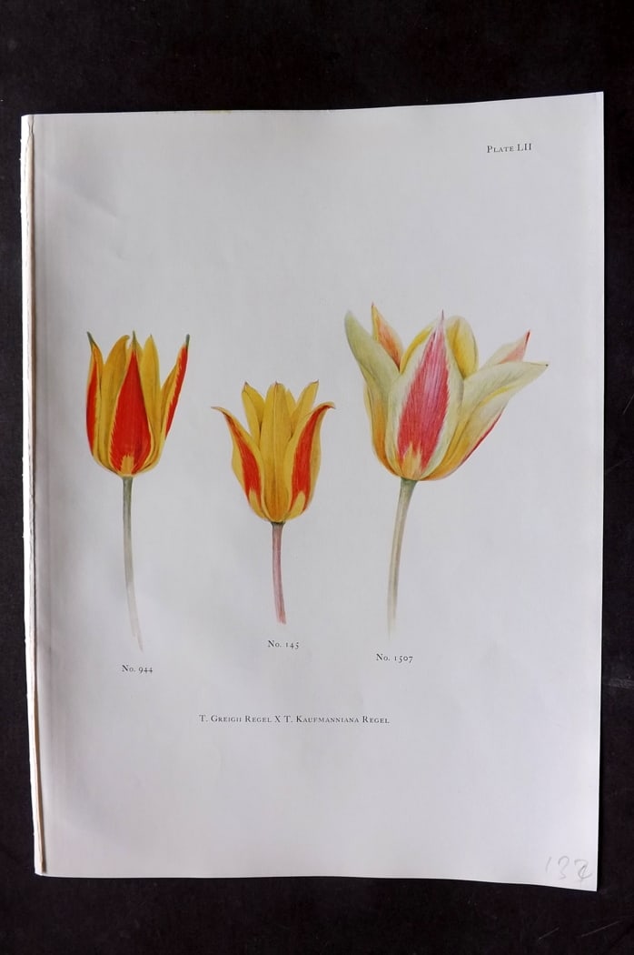 Dykes, William 1930 Folio Botanical Print. Tulip Greigii Regel 52: Folio Lithograph Published 1930 by Herbert Jenkins, London for "Notes on the Tulip Species" by William R. Dykes. Edited and Illustrated by Katherine Dykes. Paper Size: 15 x 11 inch (38 x 28cm) Good Co