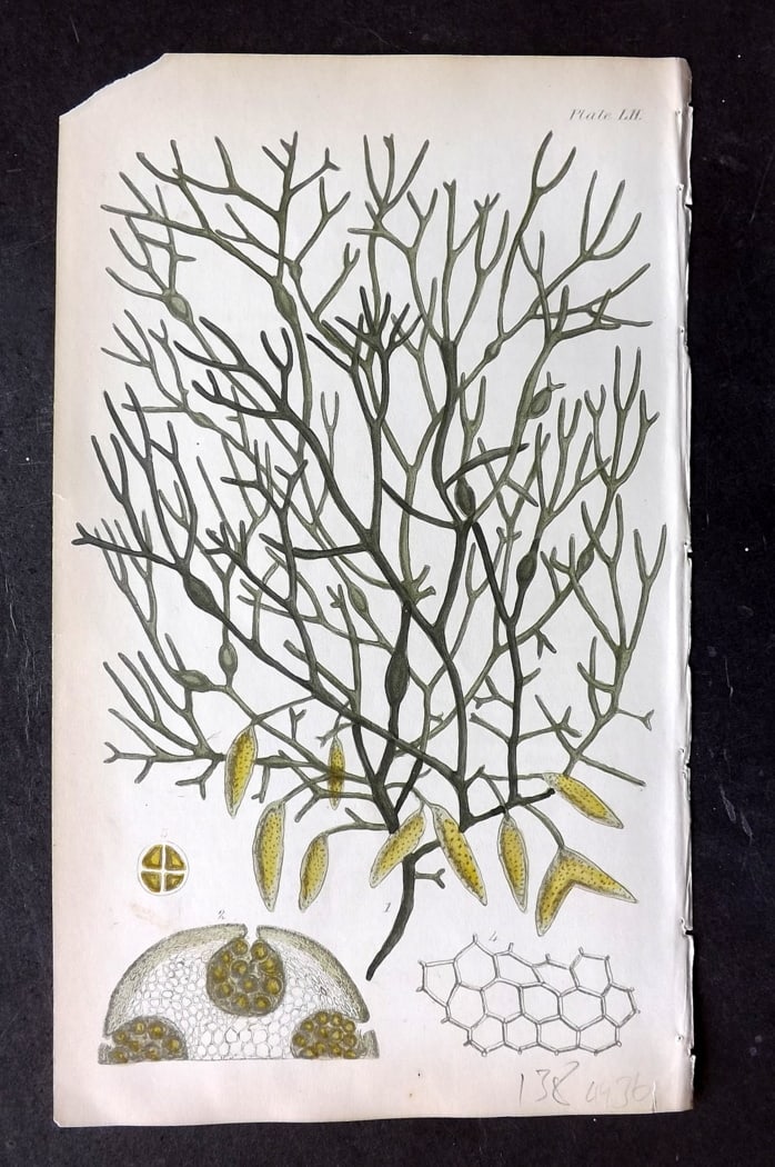 Harvey, William 1846 Hand Col Seaweed Print. Fucus Makaii 52: Lithograph Published 1846-51, London for "Phycologia Britannica: or a History of British Sea-Weeds" First Edition by William Henry Harvey. Fine hand colour as issued. With accompanying desriptive text