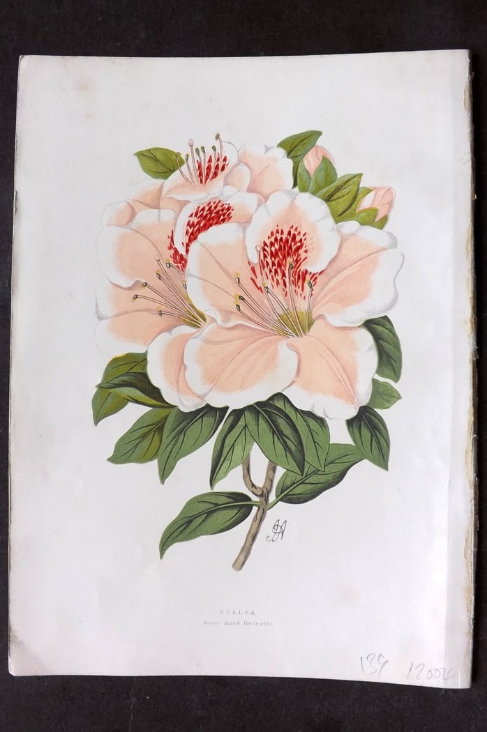 Hibberd 1866 Antique Botanical Print. Azalea.: Color Printed Woodblock (Some with additional hand color) Published 1866, London for "Greenhouse Favourites?" by Shirley Hibberd. Paper Size: 9.5 x 7 inch (24 x 18cm) Good Condition